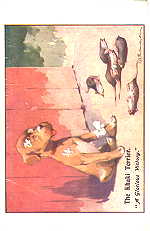 B10/2598 - The Khaki Terrier (A glorious victory)