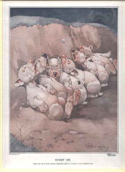 Dormy Six